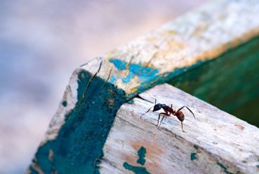 ant2_1536x1024_web_optimized