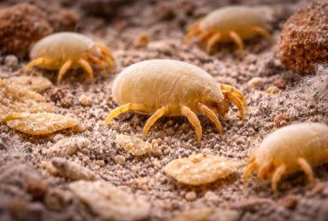 dust_mites_food