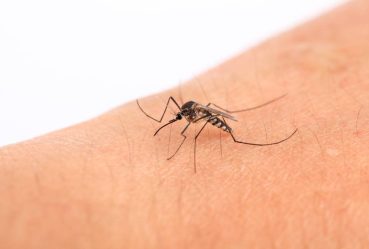 mosquito-2026-01-07-06-57-50-utc_1000x667_web