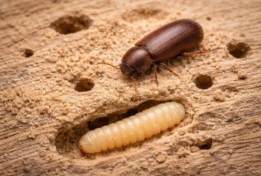 powderpost_beetle_1536x1024_web_q75_prog