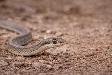 snake_saita