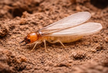 termite_winged_